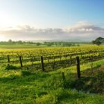 Vineyard Sunrise